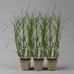 Bio Palmwedel-Segge Rotbraun, Topf-Ø 11 Cm, 3er-Set