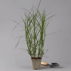 Bio Palmwedel-Segge Rotbraun, Topf-Ø 11 Cm, 3er-Set -Pflanzen Paradies Verkauf 0319100543 carex muskingumensis 125705