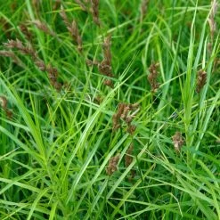 Bio Palmwedel-Segge Rotbraun, Topf-Ø 11 Cm, 3er-Set -Pflanzen Paradies Verkauf 0319100543 Carex muskingumensis beschnitten 120384