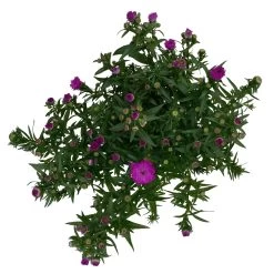 Aster Novi-belgii, Rosa Gefüllt, Topf-Ø 12 Cm, 3er-Set -Pflanzen Paradies Verkauf 0319200002 Aster novi belgii T12 rosa gefuellt 3er Set WS 4 95811