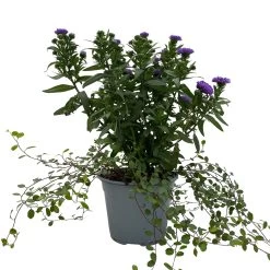 Aster & Mühlenbeckia, 3er-Set, Blau Gefüllt, Topf 12/13 Cm Ø