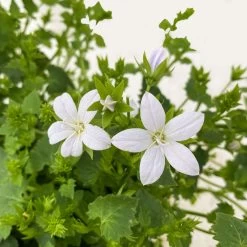 Polster-Glockenblume 'Adansa® White' Weiß, Topf-Ø 15 Cm, 3er-Set -Pflanzen Paradies Verkauf 0319200069 Campanula porten Adansa White weiss 3er Set 7 111166