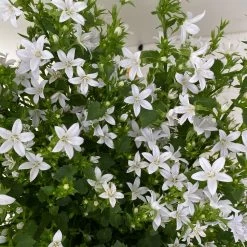 Polster-Glockenblume 'Adansa® White' Weiß, Topf-Ø 15 Cm, 3er-Set -Pflanzen Paradies Verkauf 0319200069 campanula portenschlagiana adansa white 6 125037