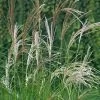 Bio Chinaschilf 'Kleine Silberspinne', Topf 5 Liter -Pflanzen Paradies Verkauf 0320300147 Miscanthus sin Kleine Silberspinne KB 5ltr Cont 34565