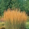 Bio Reitgras 'Karl Foerster', Topf 5 Liter -Pflanzen Paradies Verkauf 0320300432 Calamagrostis acutiflora Karl Foerster KB 5ltr 75702