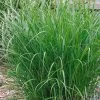 Bio Chinaschilf 'Ferner Osten', Topf 5 Liter -Pflanzen Paradies Verkauf 0320300505 Miscanthus sin Ferner Osten KB 5ltr Cont 34959
