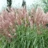Bio Chinaschilf 'Kleine Fontäne', Topf 5 Liter -Pflanzen Paradies Verkauf 0320300508 Miscanthus sin Kleine Fontaene KB 5ltr Cont 34960