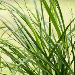 Bio Pampasgras 'Pumila', Topf 5 Liter -Pflanzen Paradies Verkauf 0320300620 Cortaderia selloana Pumila 1 81617