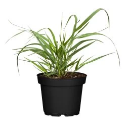 Bio Rutenhirse 'Squaw', Rosa, Topf 5 Liter -Pflanzen Paradies Verkauf 0320300723 Panicum virgatum Squaw1 78154