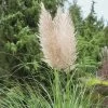 Bio Pampasgras 'Evita'®, Topf 5 Liter -Pflanzen Paradies Verkauf 0320300781 Cortaderia selloana Evita KB 5Ltr Cont 75704