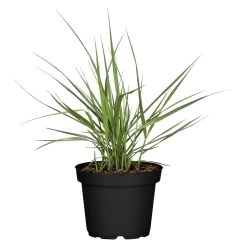 Bio Rutenhirse 'Prairie Sky', Topf 5 Liter -Pflanzen Paradies Verkauf 0320300824 Panicum virgatum Prairie Sky KB 5Ltr Cont 78149