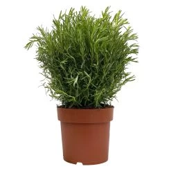 Rosmarin, Busch, Topf-Ø 23 Cm