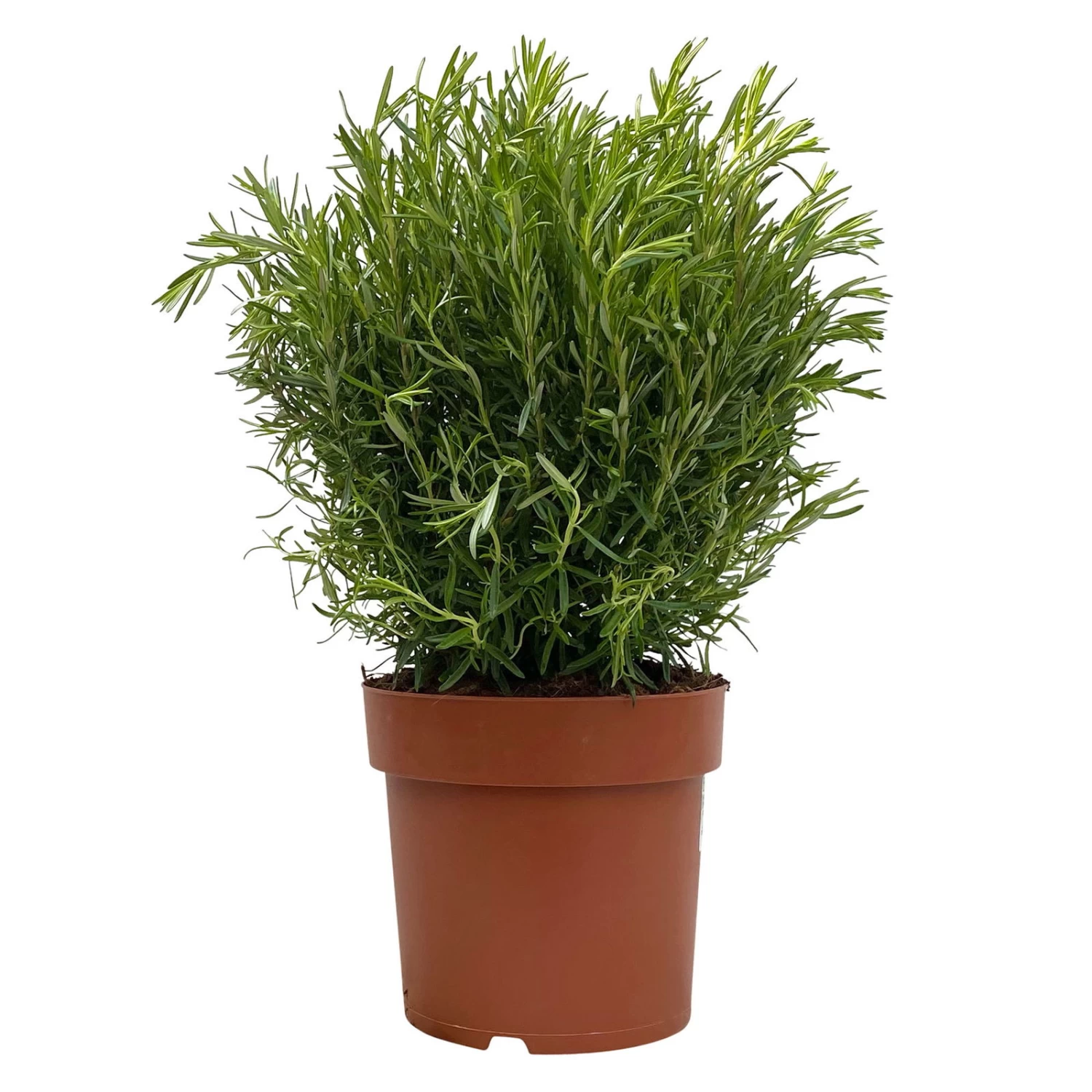 Rosmarin, Busch, Topf-Ø 23 Cm 3 Rosmarin, Busch, Topf-Ø 23 Cm