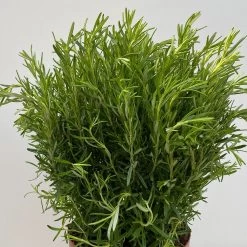 Rosmarin, Busch, Topf-Ø 23 Cm 10 Rosmarin, Busch, Topf-Ø 23 Cm -Pflanzen Paradies Verkauf 0320500560 Rosmarinus officinalis Busch 3 109303