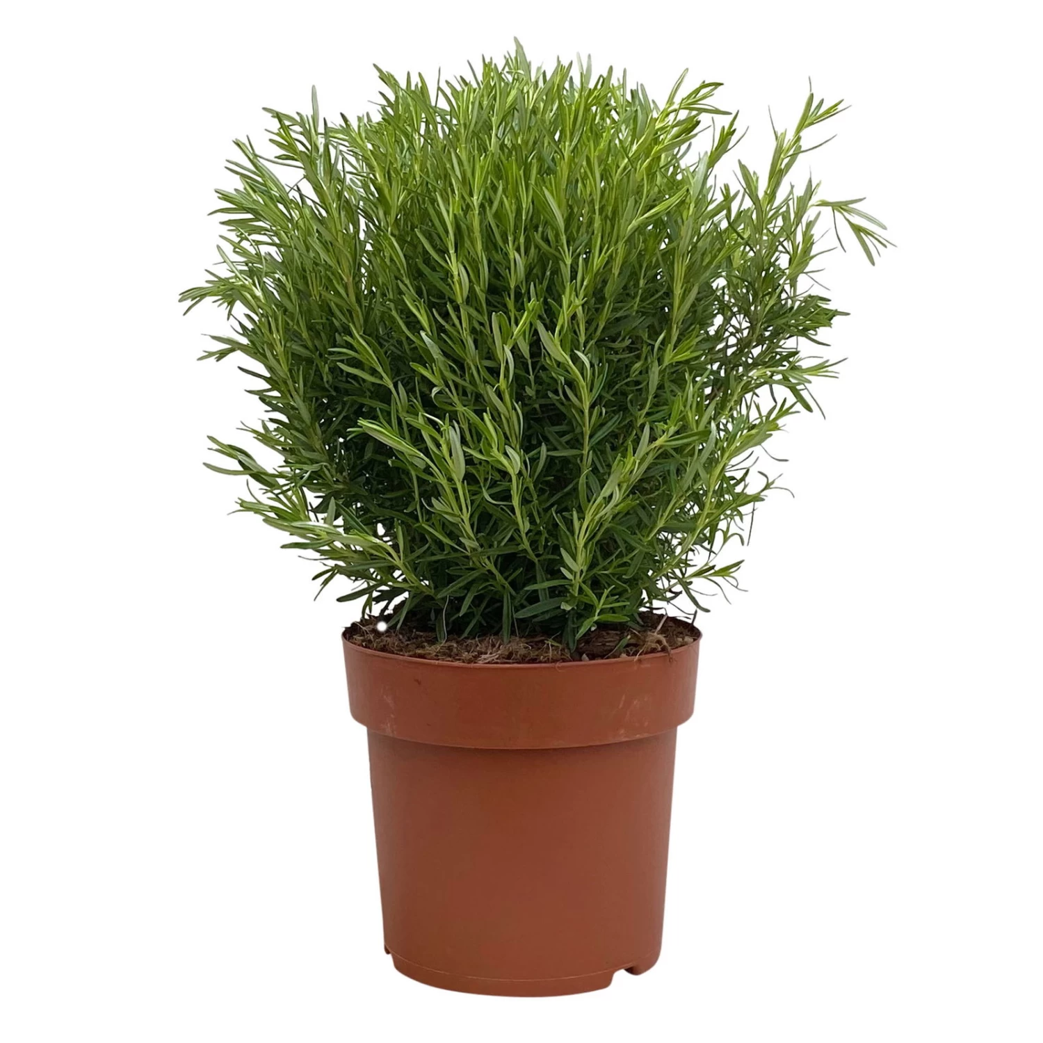 Rosmarin, Busch, Topf-Ø 23 Cm 4 Rosmarin, Busch, Topf-Ø 23 Cm – Bild 2