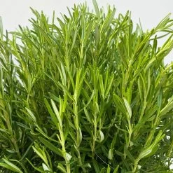 Rosmarin, Busch, Topf-Ø 23 Cm 11 Rosmarin, Busch, Topf-Ø 23 Cm -Pflanzen Paradies Verkauf 0320500560 Rosmarinus officinalis Busch 7 109304