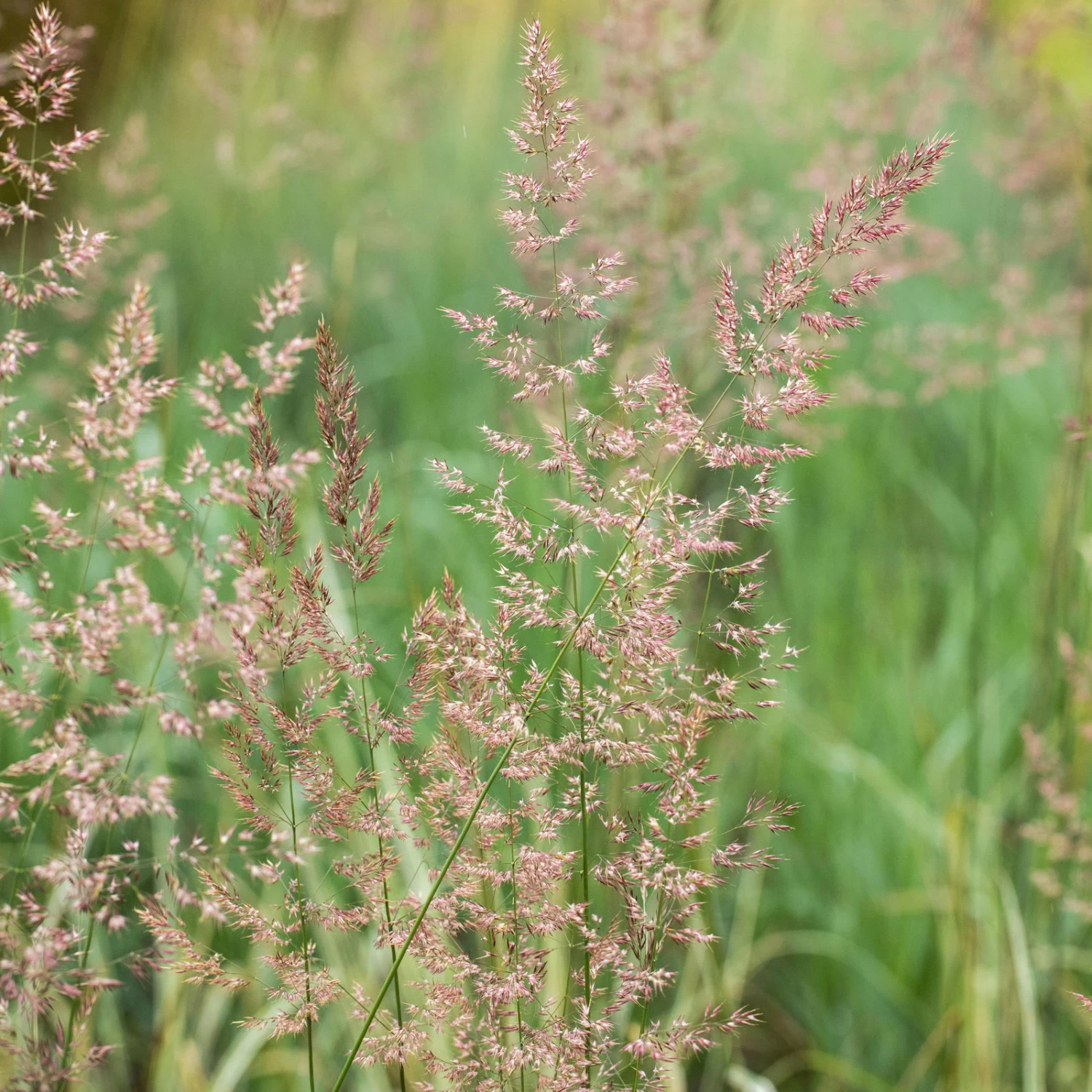 Bio Reitgras 'Overdam', Weiß-grün Gestreift, Topf 5 Liter 8 Bio Reitgras 'Overdam', Weiß-grün Gestreift, Topf 5 Liter – Bild 6