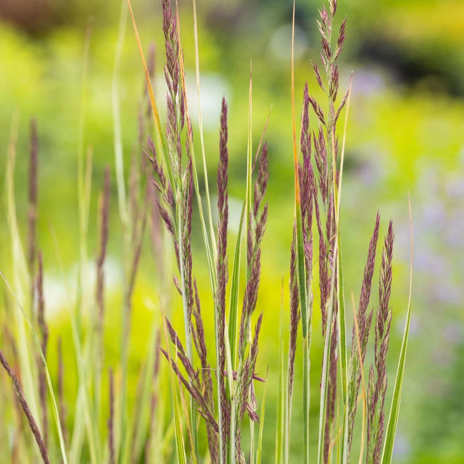 Bio Reitgras 'Overdam', Weiß-grün Gestreift, Topf 5 Liter 6 Bio Reitgras 'Overdam', Weiß-grün Gestreift, Topf 5 Liter – Bild 4