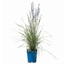 Bio Reitgras 'Overdam', Weiß-grün Gestreift, Topf 5 Liter 12 Bio Reitgras 'Overdam', Weiß-grün Gestreift, Topf 5 Liter -Pflanzen Paradies Verkauf 0321600002 Calamagrostis acut Overdam 1 114070