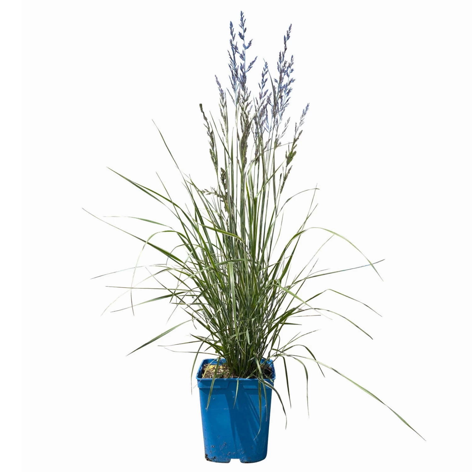 Bio Reitgras 'Overdam', Weiß-grün Gestreift, Topf 5 Liter 4 Bio Reitgras 'Overdam', Weiß-grün Gestreift, Topf 5 Liter – Bild 2