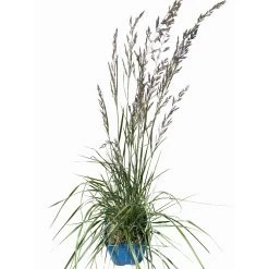 Bio Reitgras 'Overdam', Weiß-grün Gestreift, Topf 5 Liter 13 Bio Reitgras 'Overdam', Weiß-grün Gestreift, Topf 5 Liter -Pflanzen Paradies Verkauf 0321600002 Calamagrostis acut Overdam 4 114071