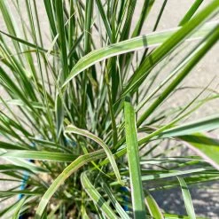 Bio Reitgras 'Karl Foerster', Topf 5 Liter -Pflanzen Paradies Verkauf 0321600002 Calamagrostis acut Overdam 6 113977