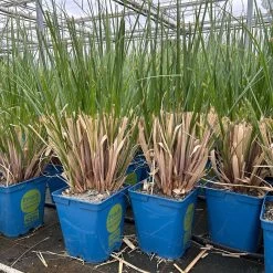 Bio Pampasgras 'Evita'®, Topf 5 Liter -Pflanzen Paradies Verkauf 0321600004 cordateria sellonan evita 4 123883
