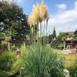 Bio Pampasgras 'Pumila', Topf 5 Liter -Pflanzen Paradies Verkauf 0321600005 pampasgras test 124761