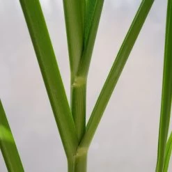 Bio Pampasgras 'Pumila', Topf 5 Liter -Pflanzen Paradies Verkauf 0321600005 Cortaderia selloana Pumila 5L 6 112494