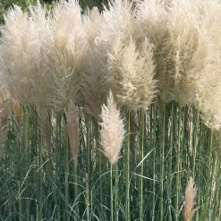 Bio Pampasgras 'Sunnigdale Silver' Silber-weiß, Topf 5 Liter -Pflanzen Paradies Verkauf 0321600007 Cortaderia sel Sunningdale Silver 2 120410