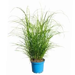 Bio Zebragras 'Little Zebra', Topf 3 Liter -Pflanzen Paradies Verkauf 0321600013 Miscanthus sin Little Zebra 4 113927