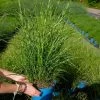 Bio Zebragras 'Little Zebra', Topf 3 Liter -Pflanzen Paradies Verkauf 0321600013 Miscanthus sin Little Zebra 5 113902