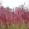 Bio Halbhohes Chinaschilf 'Red Chief' Silber-weiß, Höhe 120-150 Cm, 5 Liter Topf -Pflanzen Paradies Verkauf 0321600017 Miscanthus sinensis Red Chief beschnitten 120411