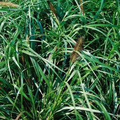 Bio Lampenputzergras 'National Arboretum' Braun, Höhe 60-80 Cm, 5 Liter Topf -Pflanzen Paradies Verkauf 0321600020 Pennisetum National Arboretum beschnitten 120415