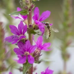 Bio Blut-Weiderich Violett, Topf-Ø 11 Cm, 3er-Set -Pflanzen Paradies Verkauf 0330100088 Lythrum salicaria KB 11cm Topf rot 75711