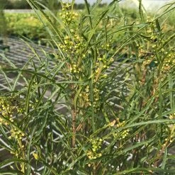 Säulen-Faulbaum, Rhamnus Frangula 'Fine Line'®, Grün, 3er-Set, Topf 5 L -Pflanzen Paradies Verkauf 0410111152 Rhamnus frang Fine Line 92657