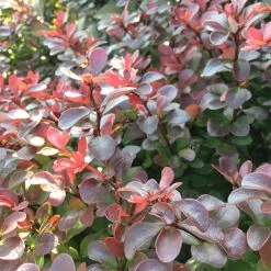 Rote Heckenberberitze, 2er-Set, Höhe 60-80 Cm Topf Je 7,5 Liter -Pflanzen Paradies Verkauf 0410111302 berberis thunbergii atropurpurea 060 080 co 75 lt 68974