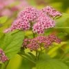 Goldorange Japanspiere 'Double Play®Big Bang', Spiraea Japonica, Topf 5 Liter -Pflanzen Paradies Verkauf 0410111399 Spiraea japonica Big Bang2 86927