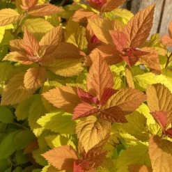 Goldorange Japanspiere 'Double Play®Big Bang', Spiraea Japonica, Topf 5 Liter -Pflanzen Paradies Verkauf 0410111399 Spiraea japonica Big Bang 86929