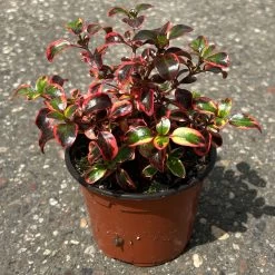 Spiegelbusch Buntlaubig, Topf-Ø 12 Cm, 3er-Set -Pflanzen Paradies Verkauf 0410113024 Coprosma Red Ruby 3er Set 12er Topf 3 125427