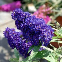 Schmetterlingsstauden Set, 19 Pflanzen Für 3 M², Bunt -Pflanzen Paradies Verkauf 0410220117 KB Buddleja Buzz Midnight 75419