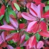Glanzmispel 'Dicker Toni'®, 16er-Set, Höhe 100-120 Cm, Topf 18 Liter -Pflanzen Paradies Verkauf 0410350093 Koelle Photinia Robusta Compacta 88576