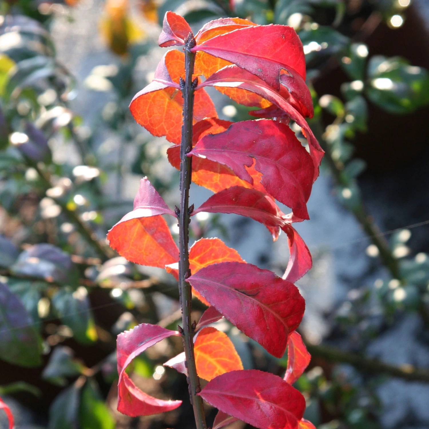 Kompaktes Pfaffenhütchen 'Compactus', 4er-Set, Topf 4 Liter 6 Kompaktes Pfaffenhütchen 'Compactus', 4er-Set, Topf 4 Liter – Bild 4