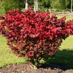 Kompaktes Pfaffenhütchen 'Compactus', 4er-Set, Topf 4 Liter 11 Kompaktes Pfaffenhütchen 'Compactus', 4er-Set, Topf 4 Liter -Pflanzen Paradies Verkauf 0410360297 Euonymus alatus Compactus 4er Set 4 109238