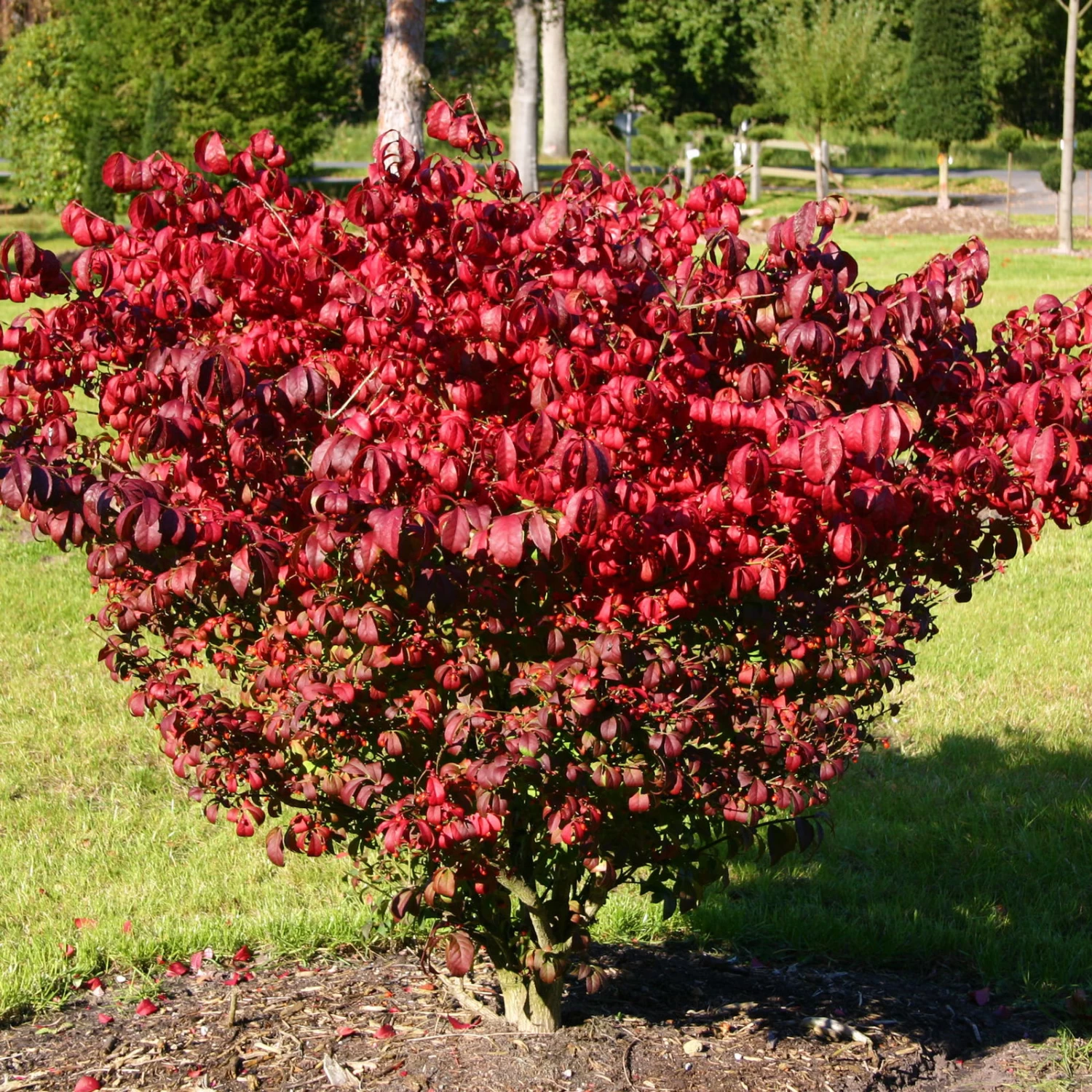 Kompaktes Pfaffenhütchen 'Compactus', 4er-Set, Topf 4 Liter 4 Kompaktes Pfaffenhütchen 'Compactus', 4er-Set, Topf 4 Liter – Bild 2