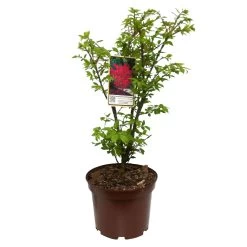 Kompaktes Pfaffenhütchen 'Compactus', 4er-Set, Topf 4 Liter 15 Kompaktes Pfaffenhütchen 'Compactus', 4er-Set, Topf 4 Liter -Pflanzen Paradies Verkauf 0410360297 Euonymus alatus Compactus 4er Set 5 109258