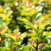 Ilex Meserveae 'Little Rascal'®, 20er-Set, Höhe 12-15 Cm, Topf 1,5 L 1 Ilex Meserveae 'Little Rascal'®, 20er-Set, Höhe 12-15 Cm, Topf 1,5 L -Pflanzen Paradies Verkauf 0410450634 Ilex mes Little Rascal 20er Set 1 83937