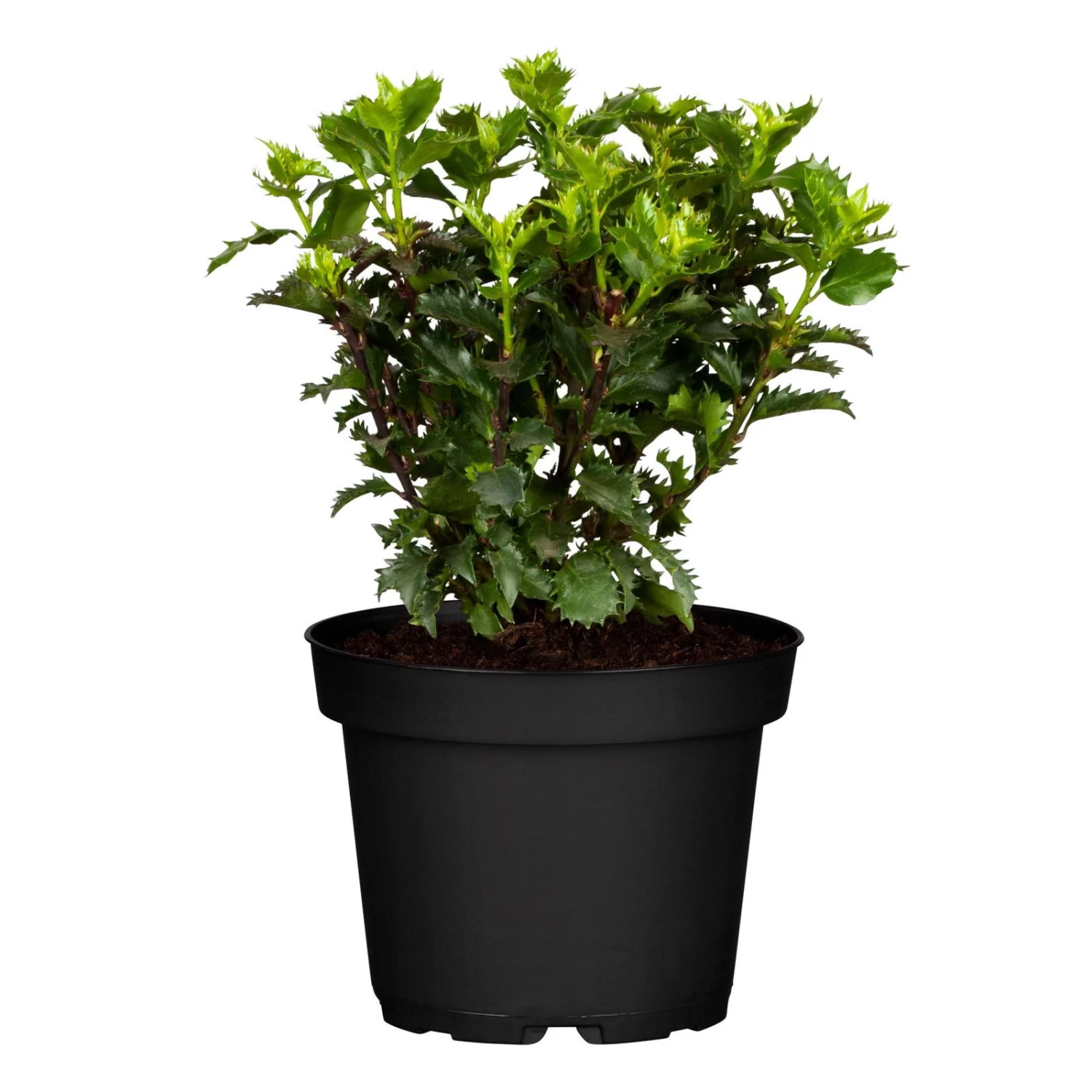 Ilex Meserveae 'Little Rascal'®, 20er-Set, Höhe 12-15 Cm, Topf 1,5 L 4 Ilex Meserveae 'Little Rascal'®, 20er-Set, Höhe 12-15 Cm, Topf 1,5 L – Bild 2