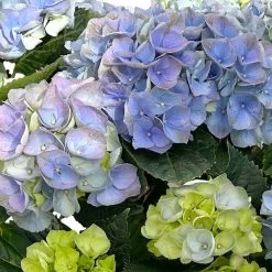 Kölle Gartenhortensie Ball Blau, 4/5 Liter Topf -Pflanzen Paradies Verkauf 0415100097 hydrangea mac ball blau 4 125074