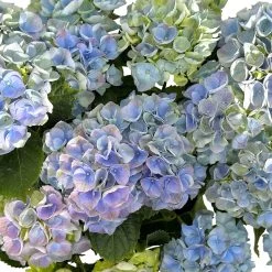 Kölle Gartenhortensie Ball Blau, 4/5 Liter Topf -Pflanzen Paradies Verkauf 0415100097 hydrangea mac ball blau 5 125073